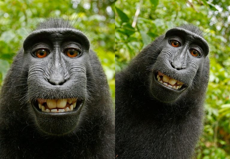 Ap-selfie är höstens snackis!